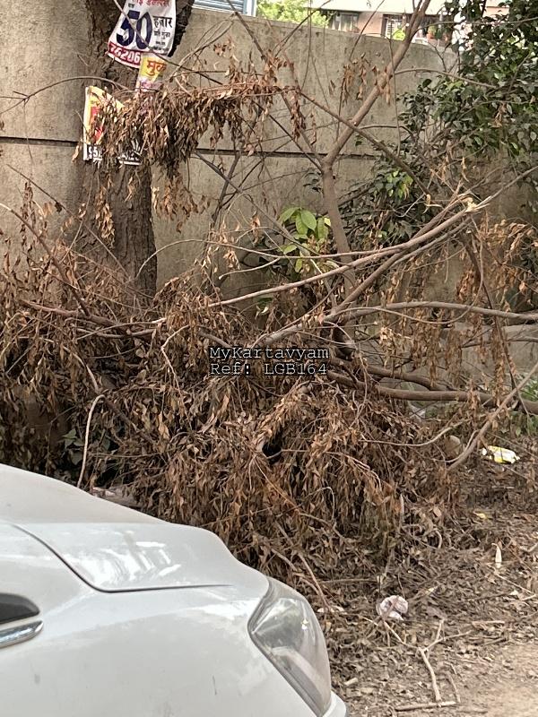 Dry tree on roadside